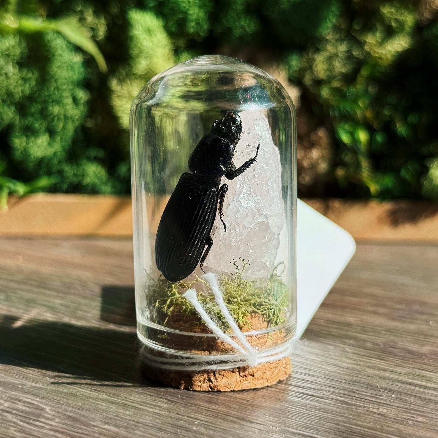 Terrarium - Rose Quartz