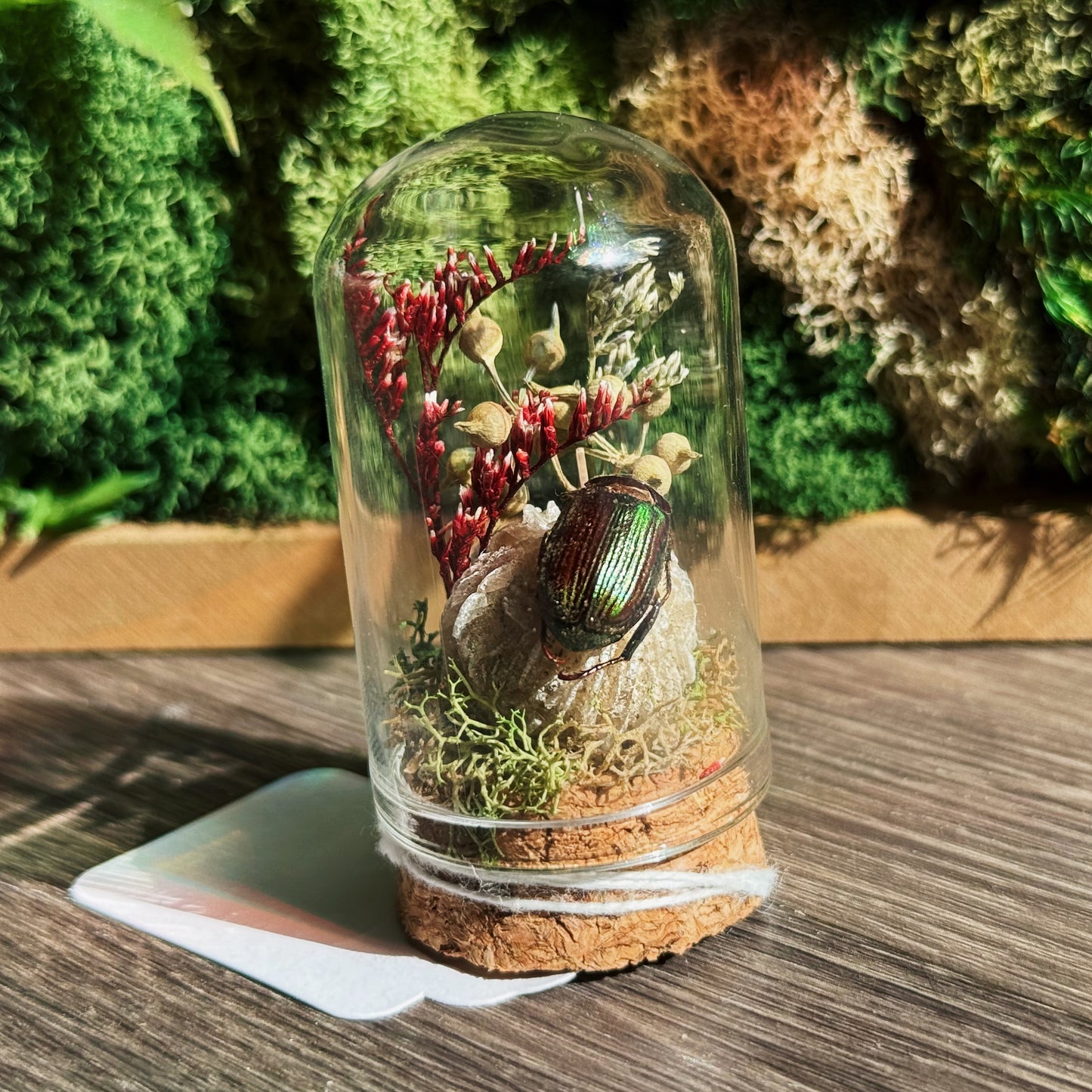 Mini Terrarium - Desert Rose