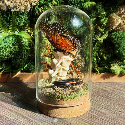 Terrarium - Vertebrate, Butterfly, and Beetle