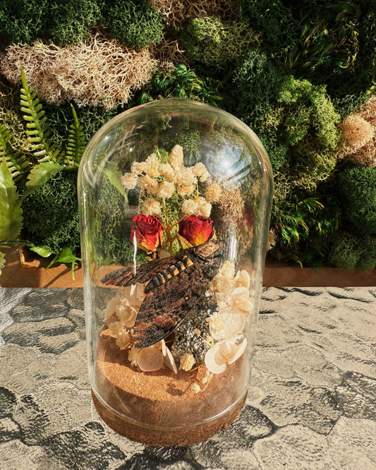 Terrarium - Death's-head hawkmoth with roses