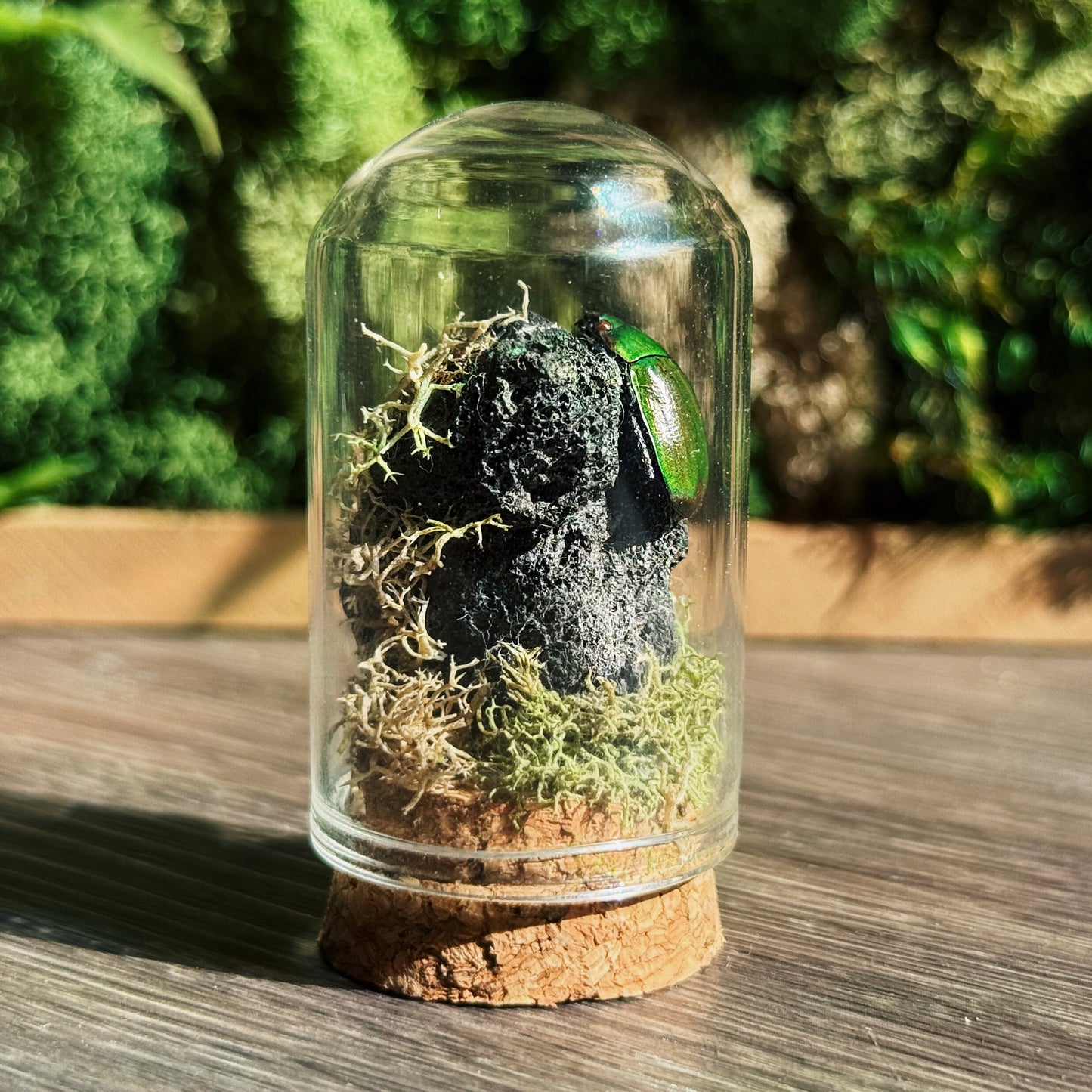 Mini Terrarium - Volcanic Rock