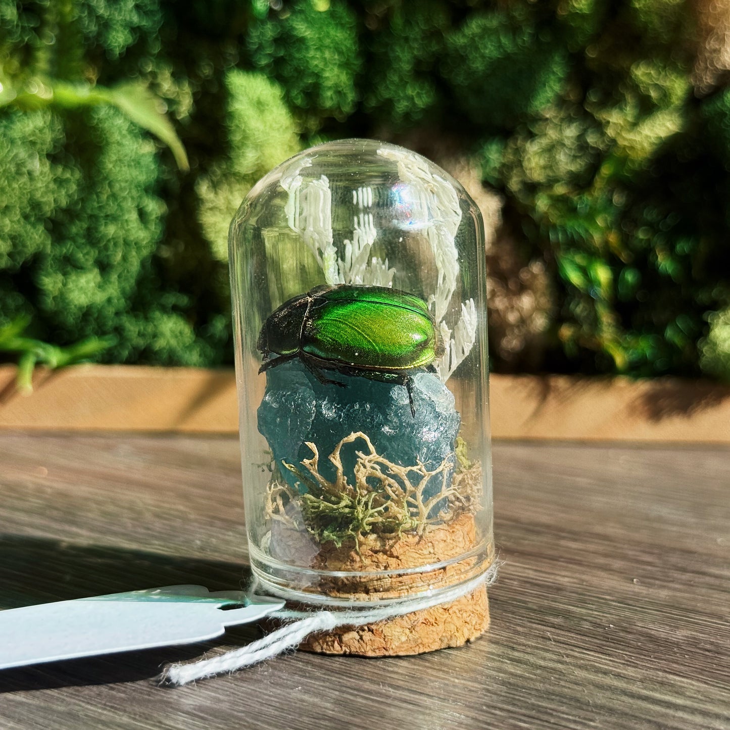 Mini Terrarium - Green Fluorite