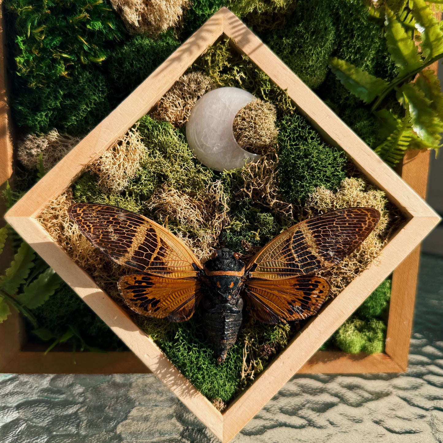 Terrarium – Moonstone Cicada