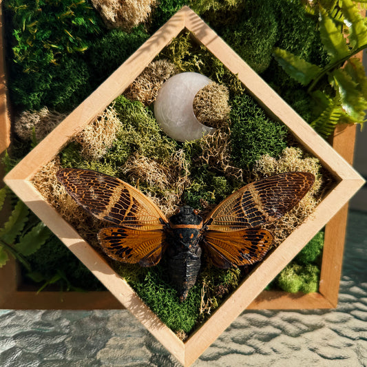 Terrarium – Moonstone Cicada