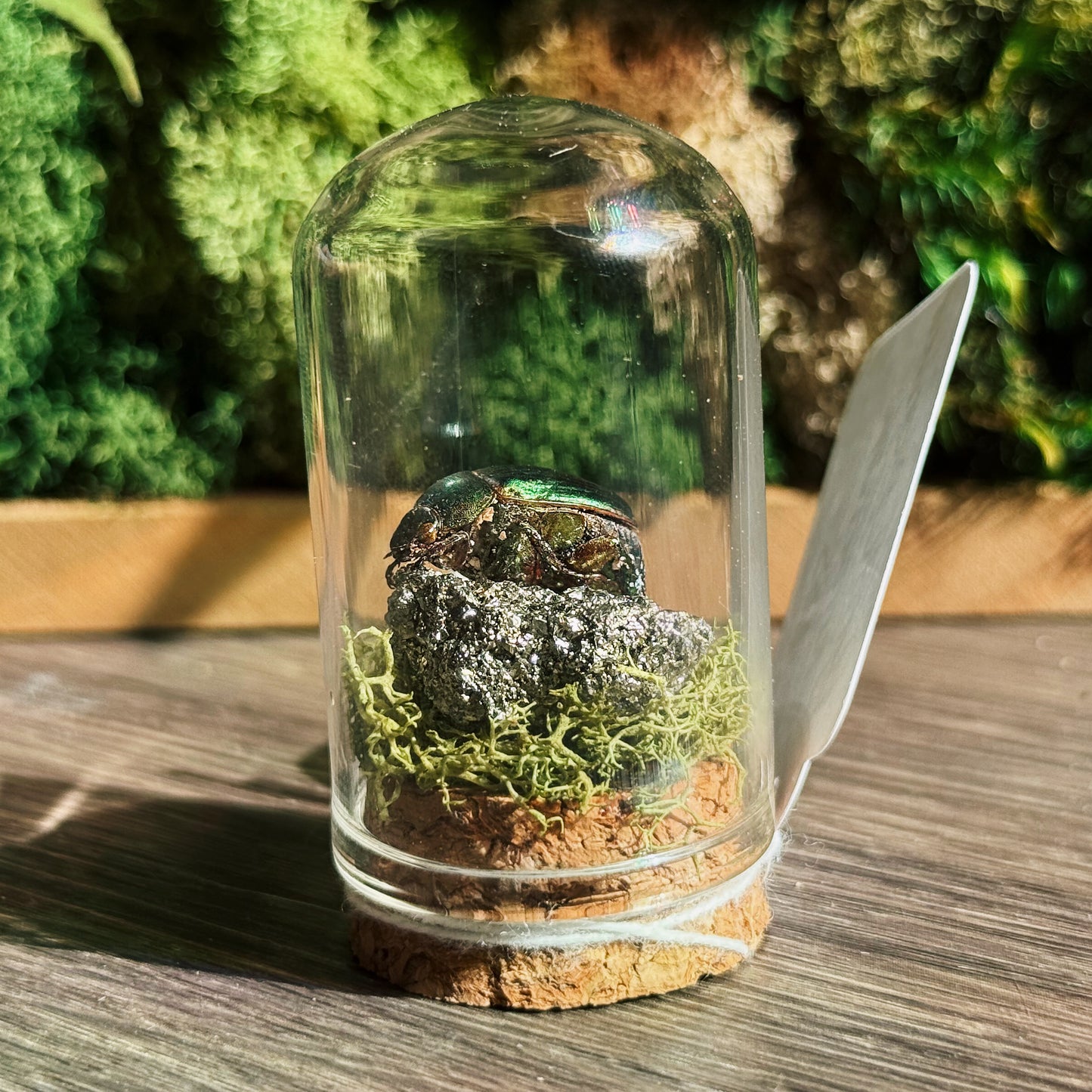 Mini Terrarium - Pyrite
