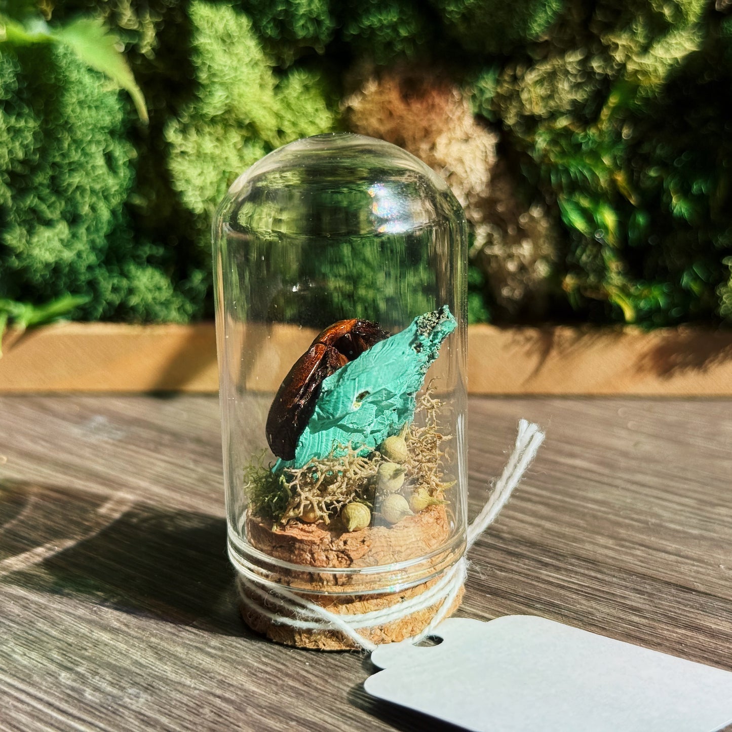 Mini Terrarium - Malachite