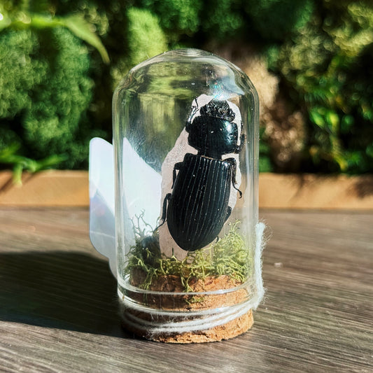 Terrarium - Rose Quartz