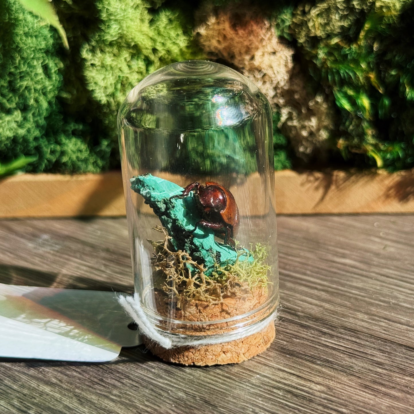Mini Terrarium - Malachite