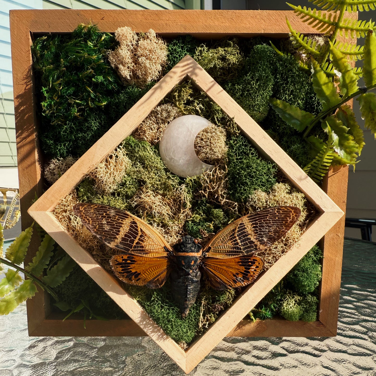 Terrarium – Moonstone Cicada