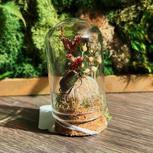 Mini Terrarium - Desert Rose