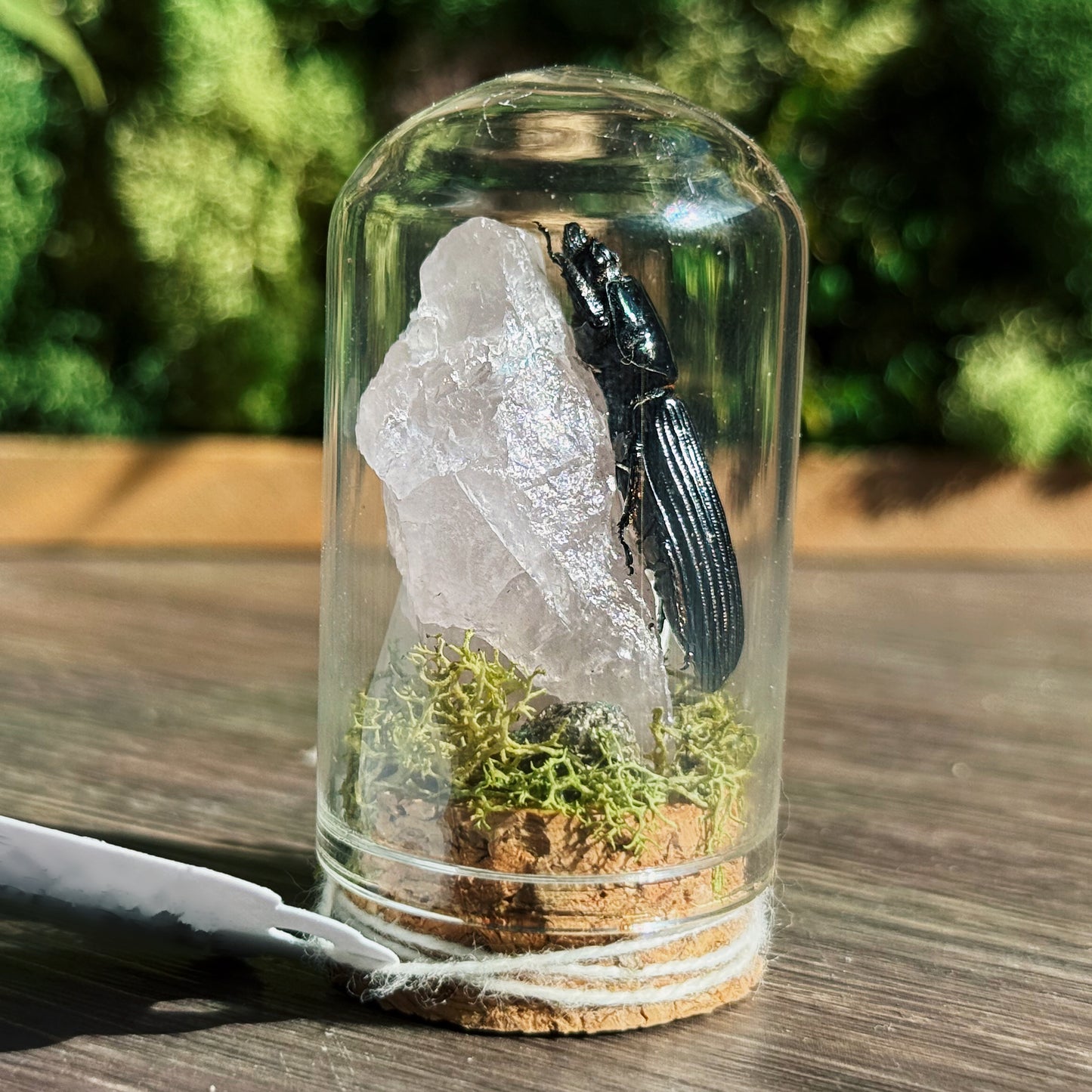 Terrarium - Rose Quartz