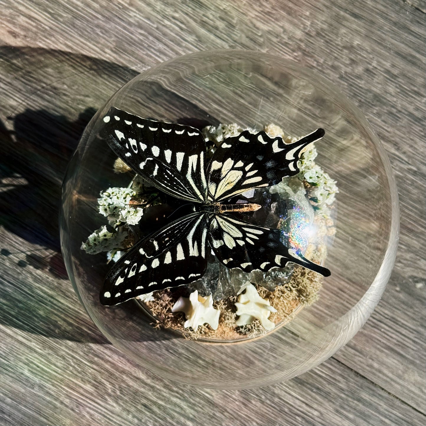 Terrarium - Smokey quartz butterfly