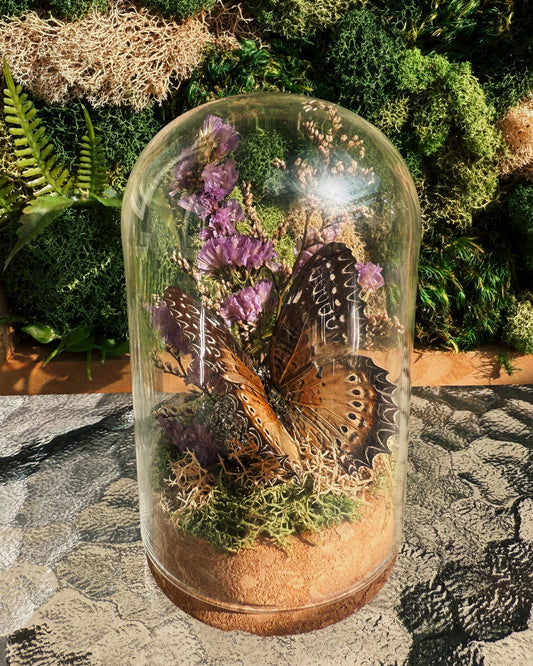 Terrarium - Purple Flora Butterfly