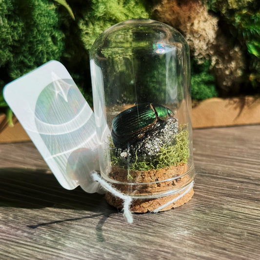 Mini Terrarium - Pyrite