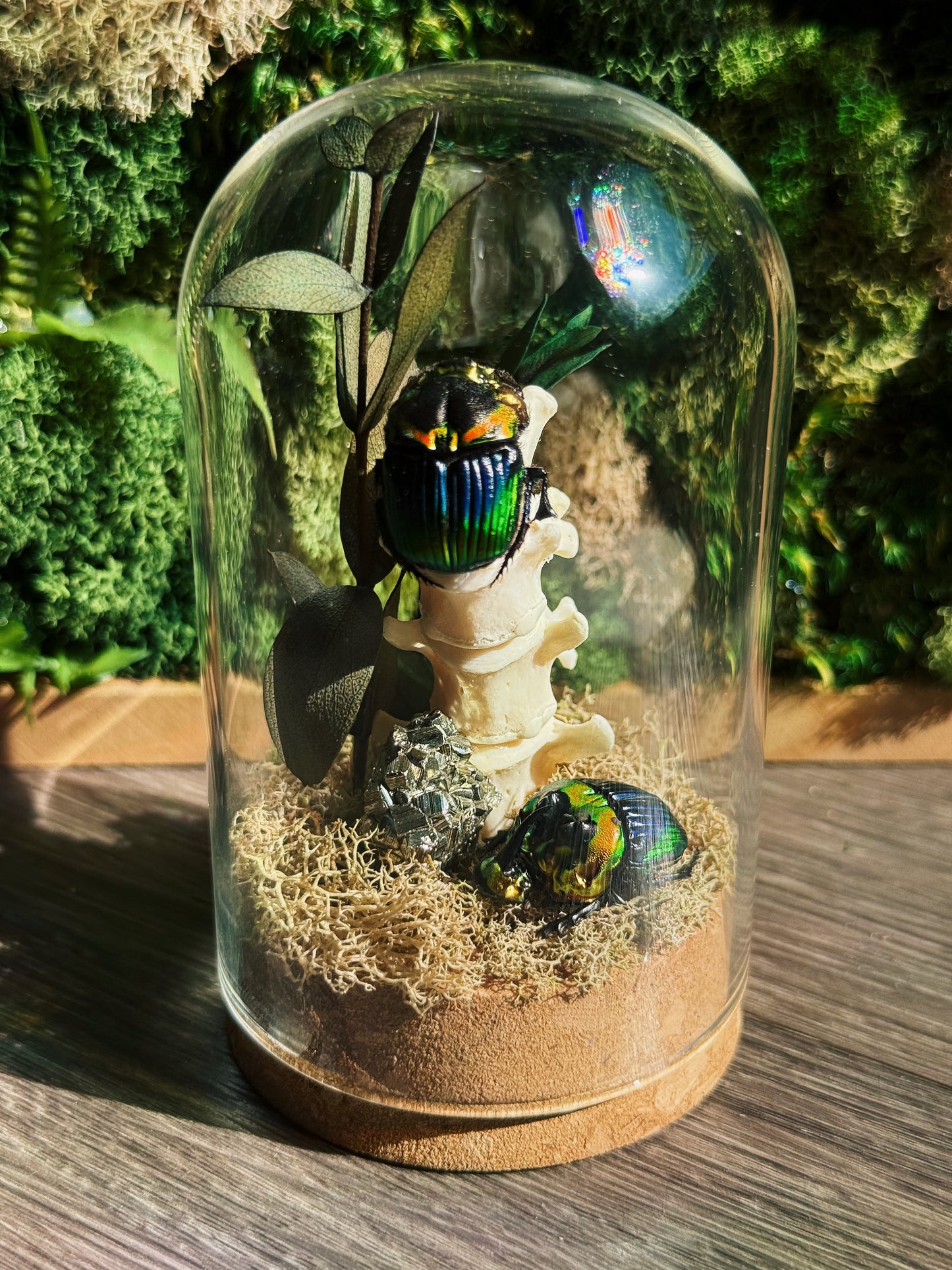 Terrarium - Pyrite, Beetle, Vertebrate