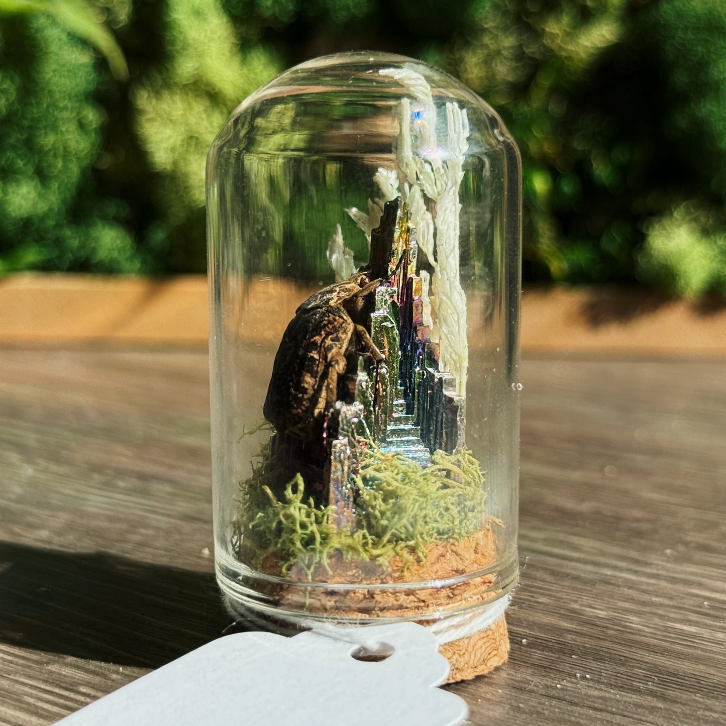 Mini Terrarium - Bismuth