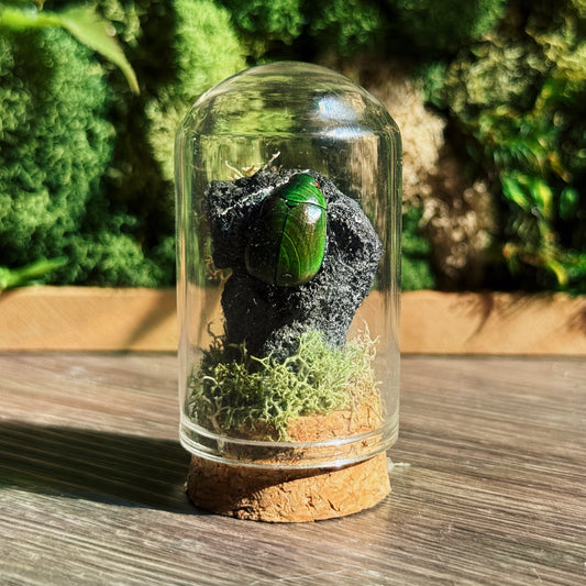 Mini Terrarium - Volcanic Rock