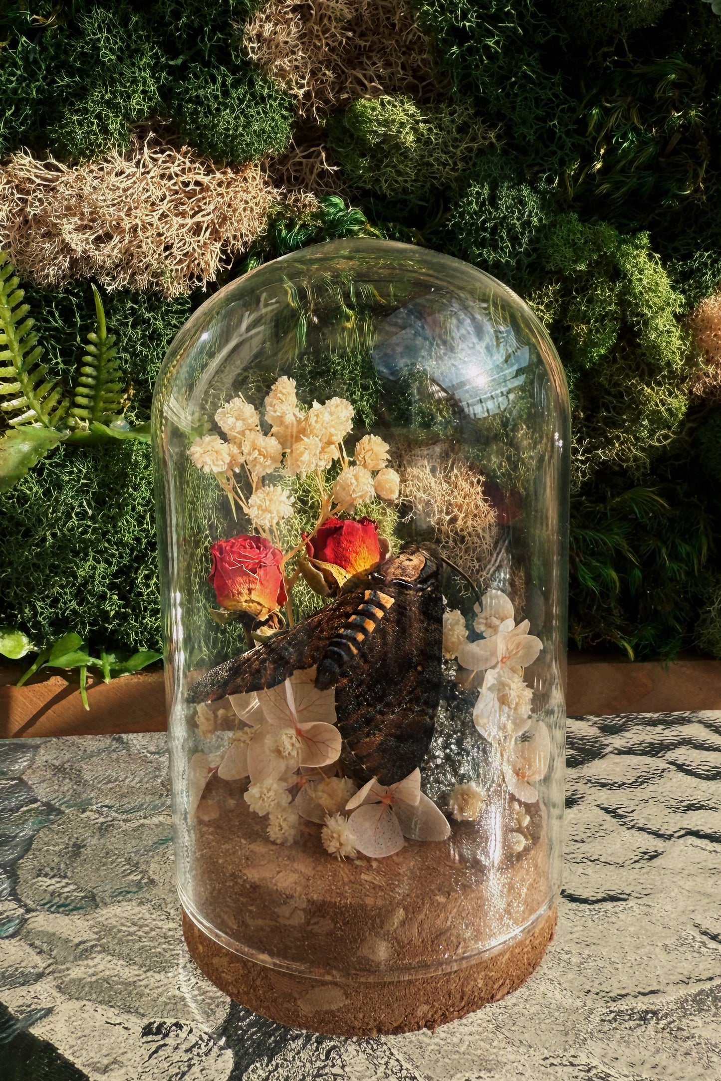 Terrarium - Death's-head hawkmoth with roses