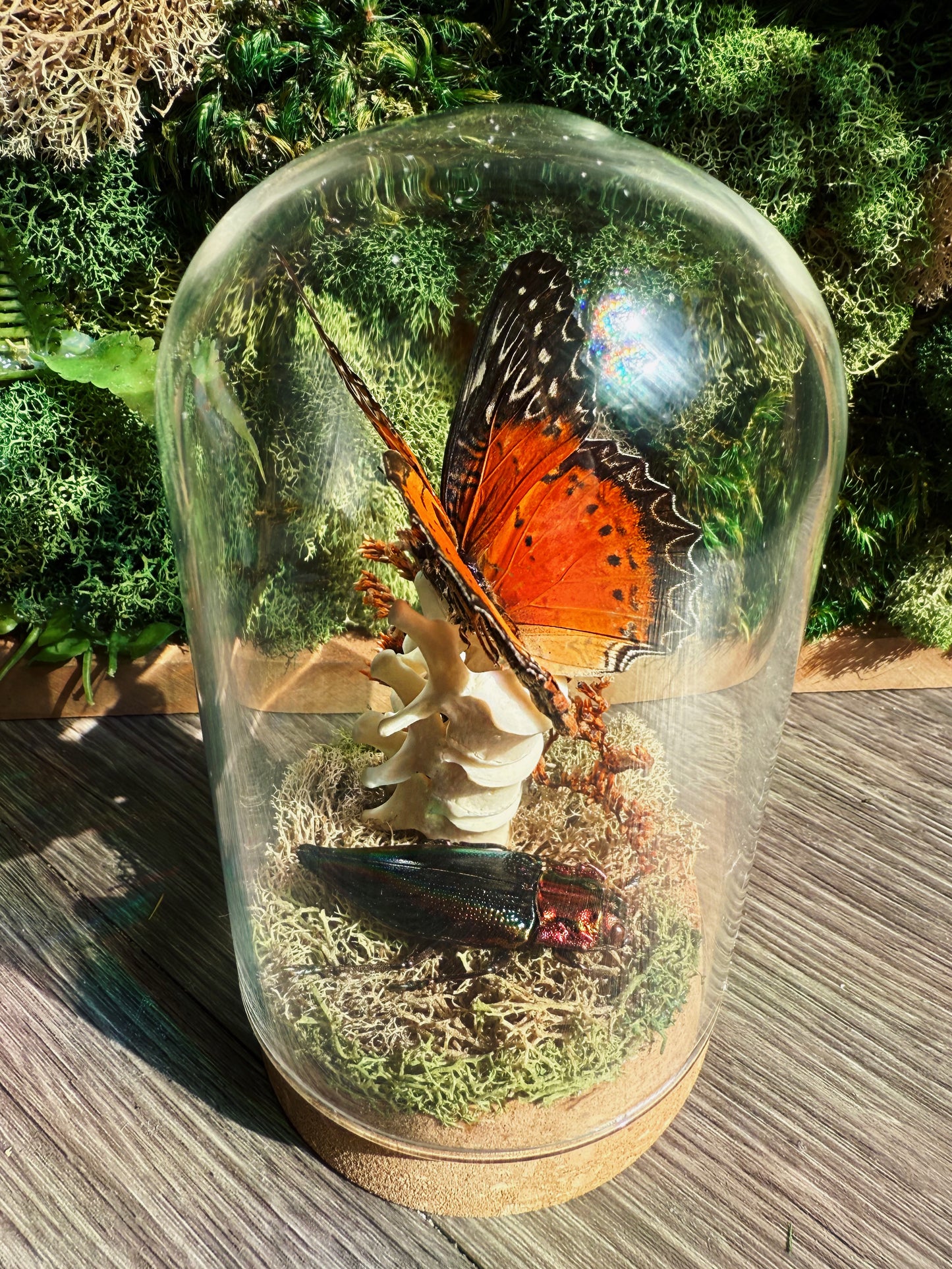 Terrarium - Vertebrate, Butterfly, and Beetle
