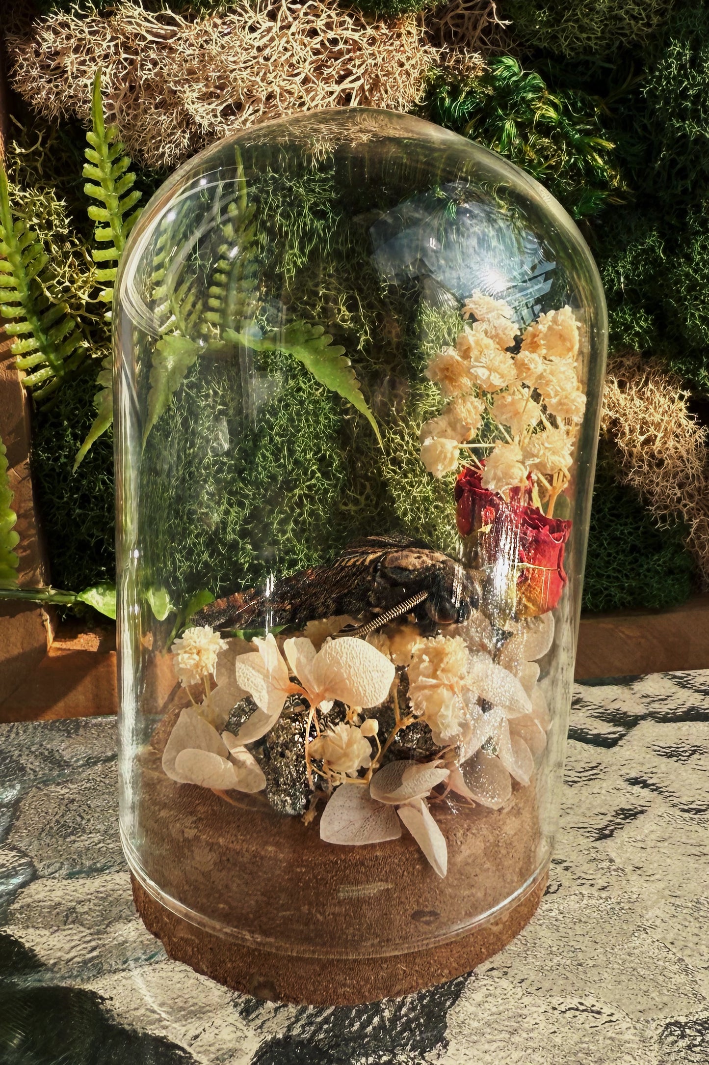 Terrarium - Death's-head hawkmoth with roses