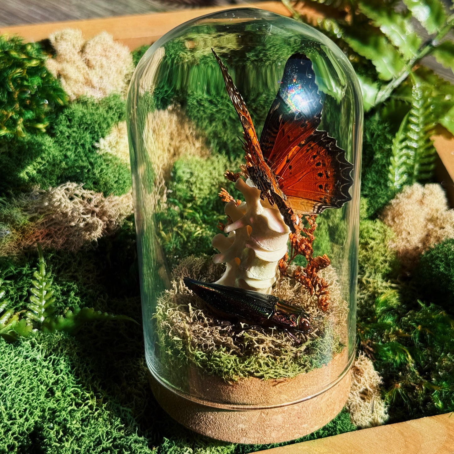 Terrarium - Vertebrate, Butterfly, and Beetle
